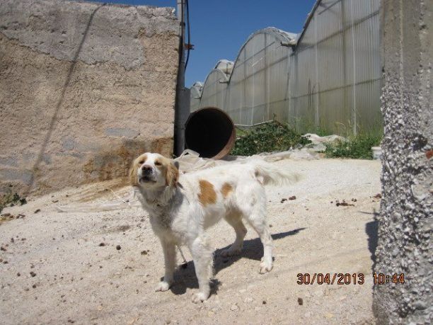 Λέσβος: Η Αστυνομία συνεχίζει τους ελέγχους για τα βαρελόσκυλα